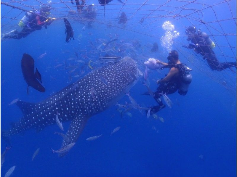 【読谷村】冬でも楽しめる！港から“わずか5分”でジンベエザメに会える特別ツアー！高透明度＆近距離迫力体験／写真・動画無料／初心者大歓迎！の紹介画像
