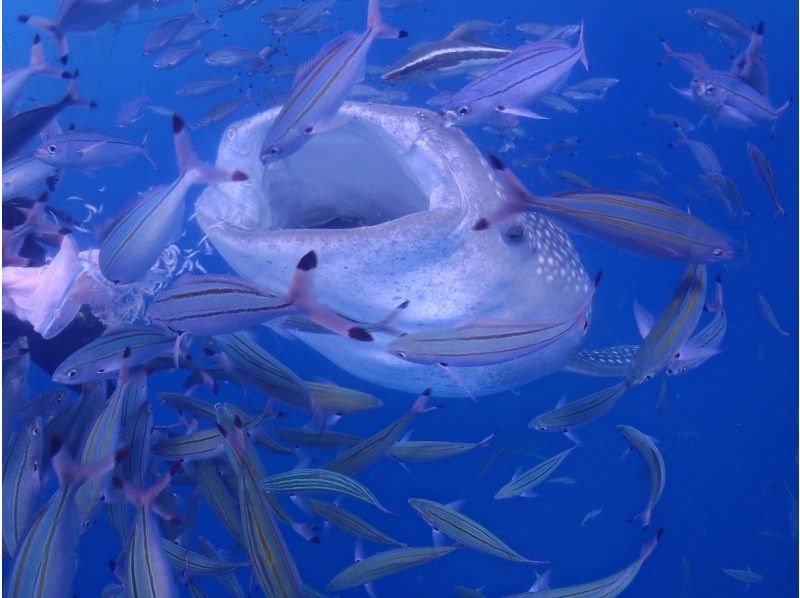 【読谷村】冬でも楽しめる！港から“わずか5分”でジンベエザメに会える特別ツアー！高透明度＆近距離迫力体験／写真・動画無料／初心者大歓迎！の紹介画像