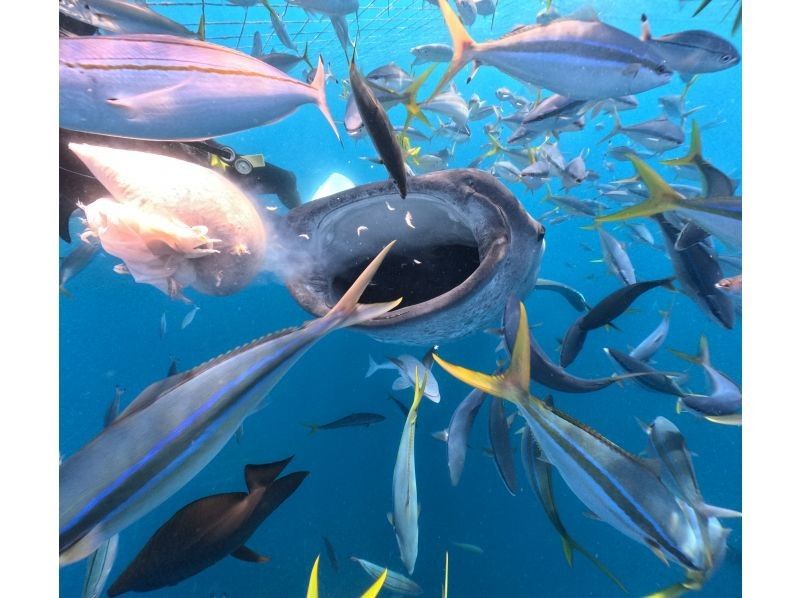 【読谷村】冬でも楽しめる！港から“わずか5分”でジンベエザメに会える特別ツアー！高透明度＆近距離迫力体験／写真・動画無料／初心者大歓迎！の紹介画像