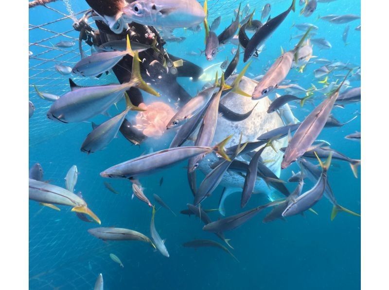 【読谷村】冬でも楽しめる！港から“わずか5分”でジンベエザメに会える特別ツアー！高透明度＆近距離迫力体験／写真・動画無料／初心者大歓迎！の紹介画像