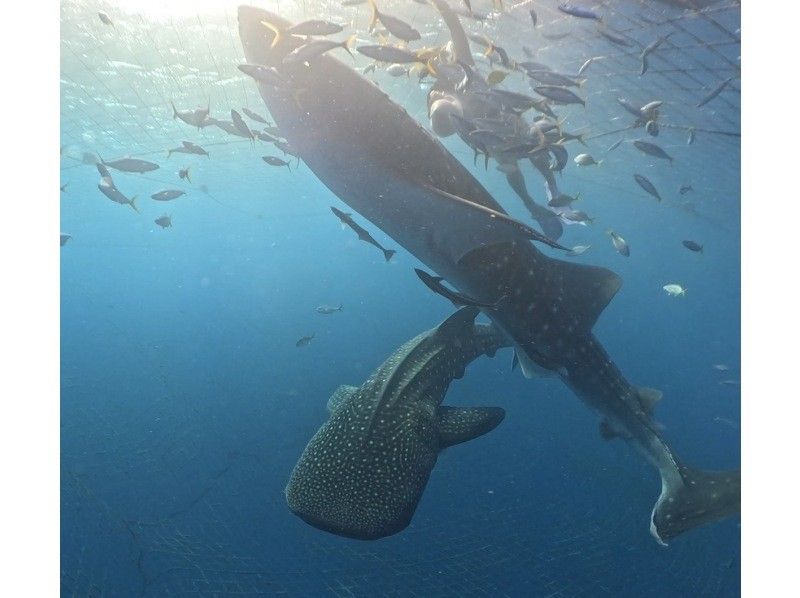 【読谷村】冬でも楽しめる！港から“わずか5分”でジンベエザメに会える特別ツアー！高透明度＆近距離迫力体験／写真・動画無料／初心者大歓迎！の紹介画像