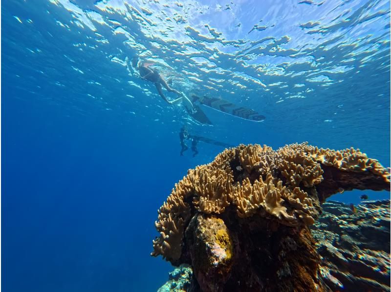 [Ishigaki Island/Private Rental Available] Sea turtle snorkeling! Safe for small children! Free photos and data!の紹介画像
