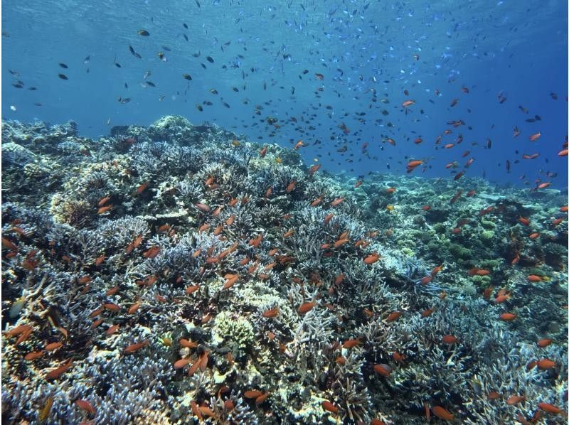 【八重干瀬・宮古島】〈ドローン撮影・水中写真無料！！〉色とりどりの珊瑚と魚を&ldquo;上&rdquo;からも&ldquo;中&rdquo;からも！グラスボート＆シュノーケリング体験♪の紹介画像