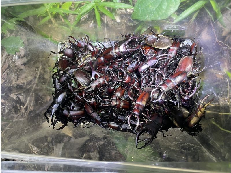 カブトムシ&クワガタ捕獲観察体験（立川）の紹介画像