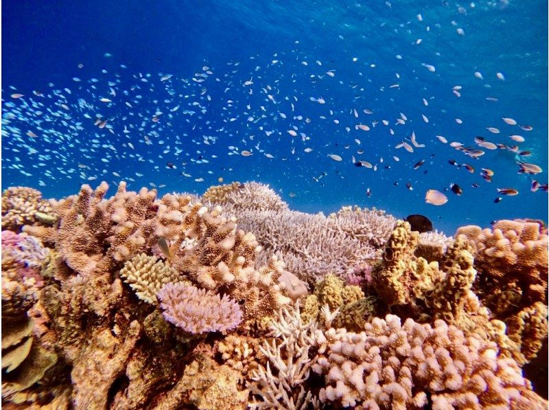 冬季限定！乗り物サービス付き♪【瀬底島開催／約1時間】ウミガメが棲む瀬底島周辺でのシュノーケリングツアー！道中はバナナボートでワクワク♪の紹介画像