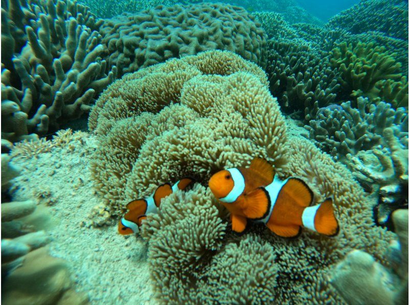 冬季限定！乗り物サービス付き♪【瀬底島開催／約1時間】ウミガメが棲む瀬底島周辺でのシュノーケリングツアー！道中はバナナボートでワクワク♪の紹介画像