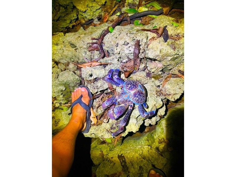 【石垣島】ヤシガニナイト星空フォト付き《石垣島でいちばん楽ちん＆安全!!》虫が苦手。汗をかきたくない!そんな方も大丈夫!!の紹介画像