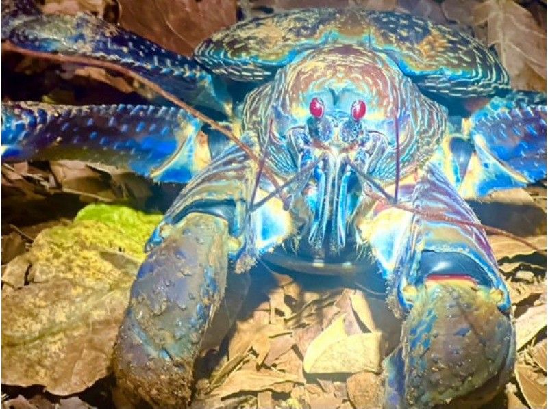 【石垣島】ヤシガニナイト星空フォト付き《石垣島でいちばん楽ちん＆安全!!》虫が苦手。汗をかきたくない!そんな方も大丈夫!!の紹介画像