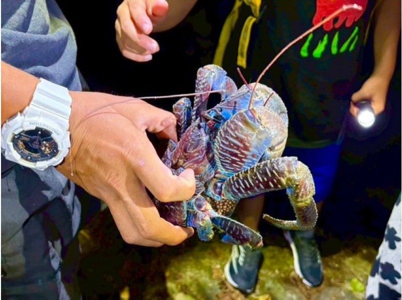 【石垣島】ヤシガニナイト星空フォト付き《石垣島でいちばん楽ちん＆安全!!》虫が苦手。汗をかきたくない!そんな方も大丈夫!!の紹介画像