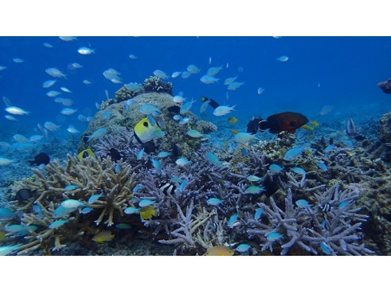 [Okinawa, Zamami Island] Same-day participation possible! A very satisfying 90-minute boat snorkel tour! See sea turtles♪ Beginners welcome! Come empty-handed & get free photo dataの紹介画像