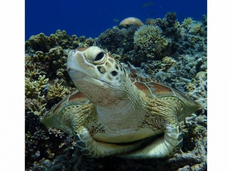 [Okinawa, Zamami Island] Same-day participation possible! A very satisfying 90-minute boat snorkel tour! See sea turtles♪ Beginners welcome! Come empty-handed & get free photo dataの紹介画像