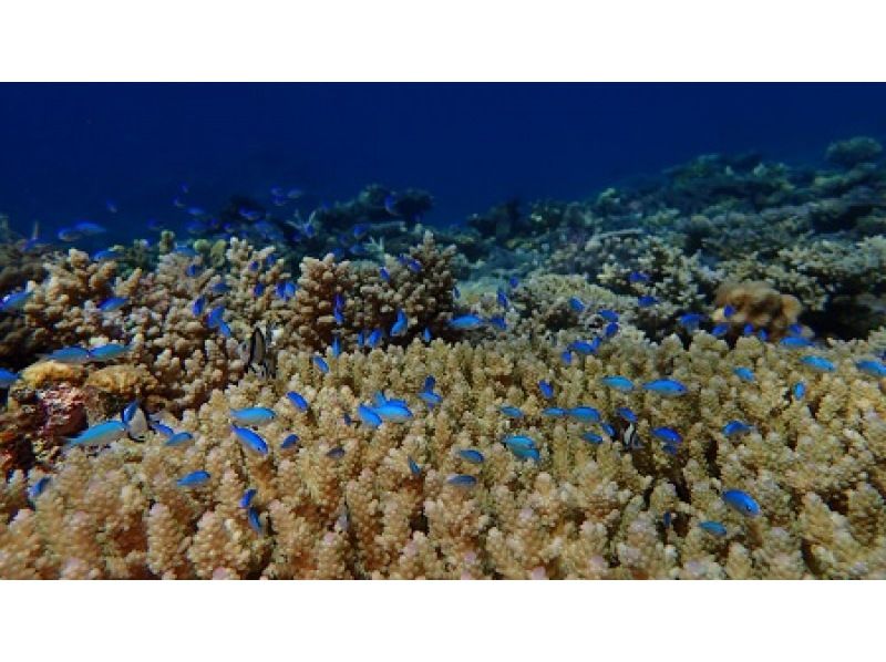 [Okinawa, Zamami Island] Same-day participation possible! A very satisfying 90-minute boat snorkel tour! See sea turtles♪ Beginners welcome! Come empty-handed & get free photo dataの紹介画像