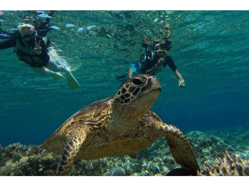 [Okinawa, Zamami Island] Same-day participation possible! A very satisfying 90-minute boat snorkel tour! See sea turtles♪ Beginners welcome! Come empty-handed & get free photo dataの紹介画像