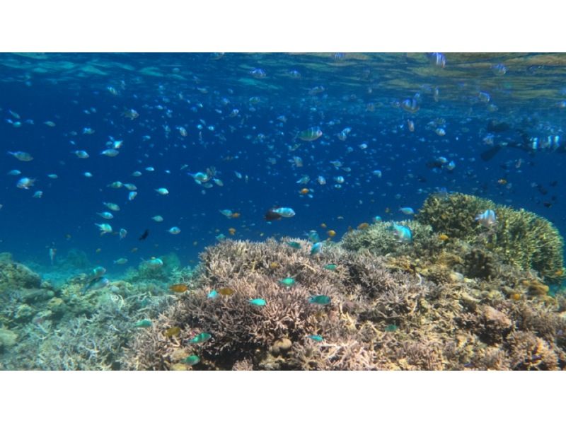 [Okinawa, Zamami Island] Same-day participation possible! A very satisfying 90-minute boat snorkel tour! See sea turtles♪ Beginners welcome! Come empty-handed & get free photo dataの紹介画像