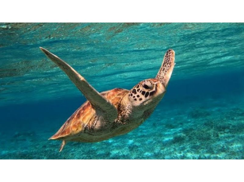 [Okinawa, Zamami Island] Same-day participation possible! A very satisfying 90-minute boat snorkel tour! See sea turtles♪ Beginners welcome! Come empty-handed & get free photo dataの紹介画像