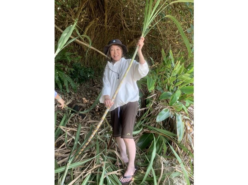 Sugarcane harvesting experience & popular sea turtle snorkeling tourの紹介画像
