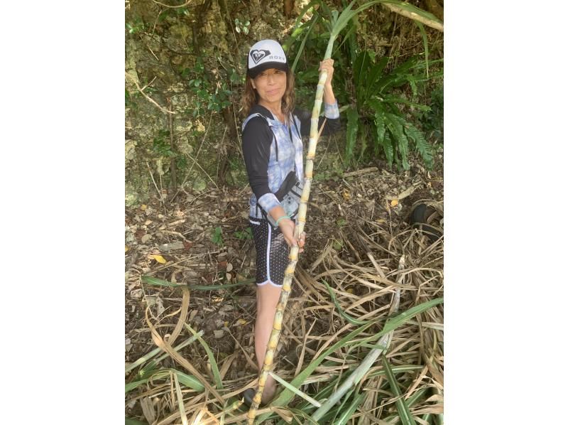 Sugarcane harvesting experience & popular sea turtle snorkeling tourの紹介画像