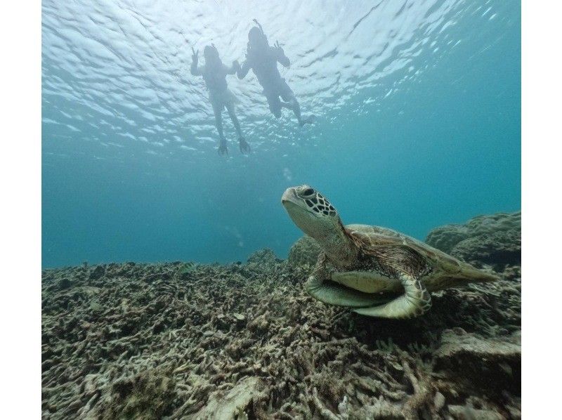 Sugarcane harvesting experience & popular sea turtle snorkeling tourの紹介画像