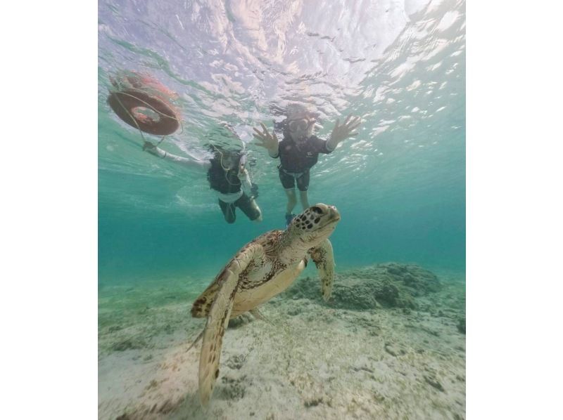 Sugarcane harvesting experience & popular sea turtle snorkeling tourの紹介画像