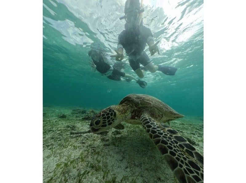 Sugarcane harvesting experience & popular sea turtle snorkeling tourの紹介画像