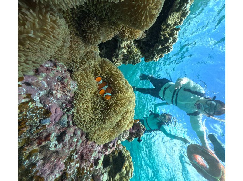 Sugarcane harvesting experience & popular sea turtle snorkeling tourの紹介画像