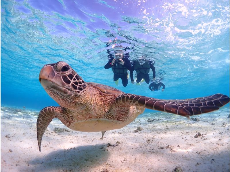 宮古島《生き物好き必見！》宮古島の生き物大観察！【ウミガメシュノーケル&ナイトツアー】★当日予約OK！★撮影データ無料の紹介画像