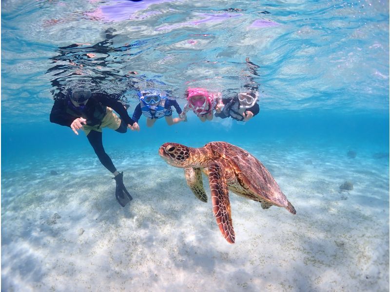 宮古島《生き物好き必見！》宮古島の生き物大観察！【ウミガメシュノーケル&ナイトツアー】★当日予約OK！★撮影データ無料の紹介画像