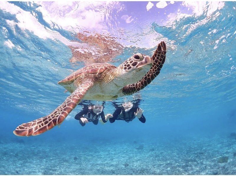 宮古島《生き物好き必見！》宮古島の生き物大観察！【ウミガメシュノーケル&ナイトツアー】★当日予約OK！★撮影データ無料の紹介画像