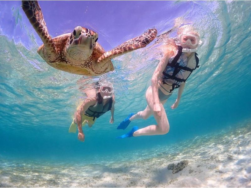 宮古島《生き物好き必見！》宮古島の生き物大観察！【ウミガメシュノーケル&ナイトツアー】★当日予約OK！★撮影データ無料の紹介画像