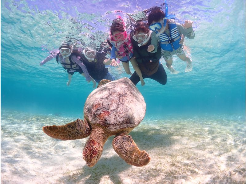 宮古島《生き物好き必見！》宮古島の生き物大観察！【ウミガメシュノーケル&ナイトツアー】★当日予約OK！★撮影データ無料の紹介画像