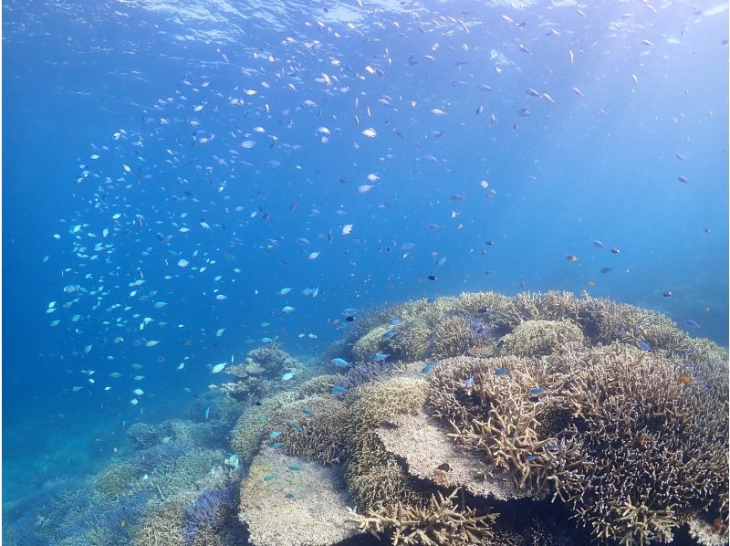 [Ishigaki Island/Half-day] Enjoy Ishigaki Island's ocean privately with peace of mind, even for beginners and families with small children!の紹介画像
