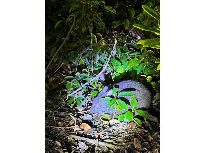 奄美大島【当日予約可能】シュノーケル＆ナイトツアー(180分)【お得なセットプラン】★口コミ投稿でGoProドローン撮影データプレゼント★の紹介画像