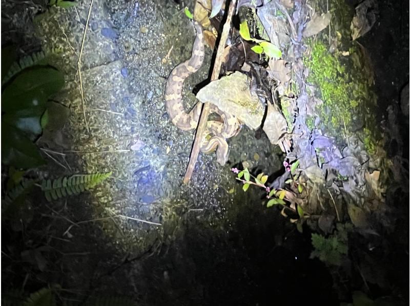 奄美大島【当日予約可能】シュノーケル＋ナイトツアー(180分)【お得なセットプラン】★口コミ投稿でGoProドローン撮影データプレゼント★の紹介画像