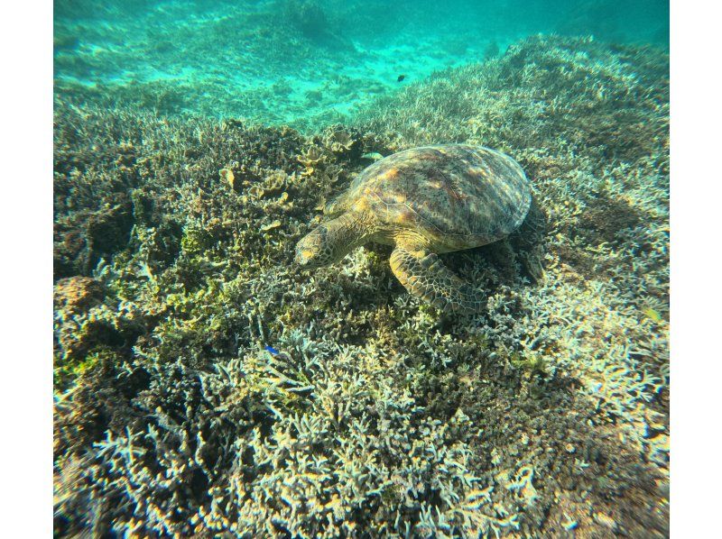 奄美大島【当日予約可能】シュノーケル＆ナイトツアー(180分)【お得なセットプラン】★口コミ投稿でGoProドローン撮影データプレゼント★の紹介画像