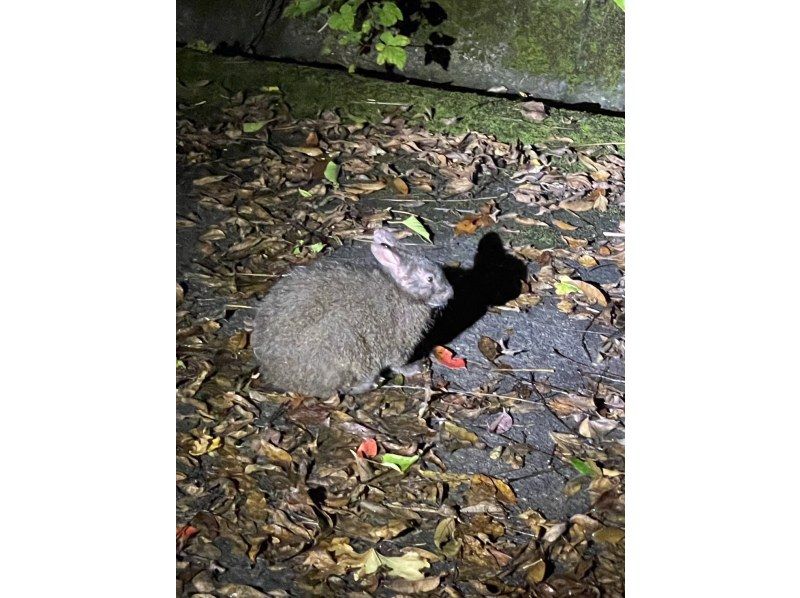 奄美大島【当日予約可能】シュノーケル＋ナイトツアー(180分)【お得なセットプラン】★口コミ投稿でGoProドローン撮影データプレゼント★の紹介画像