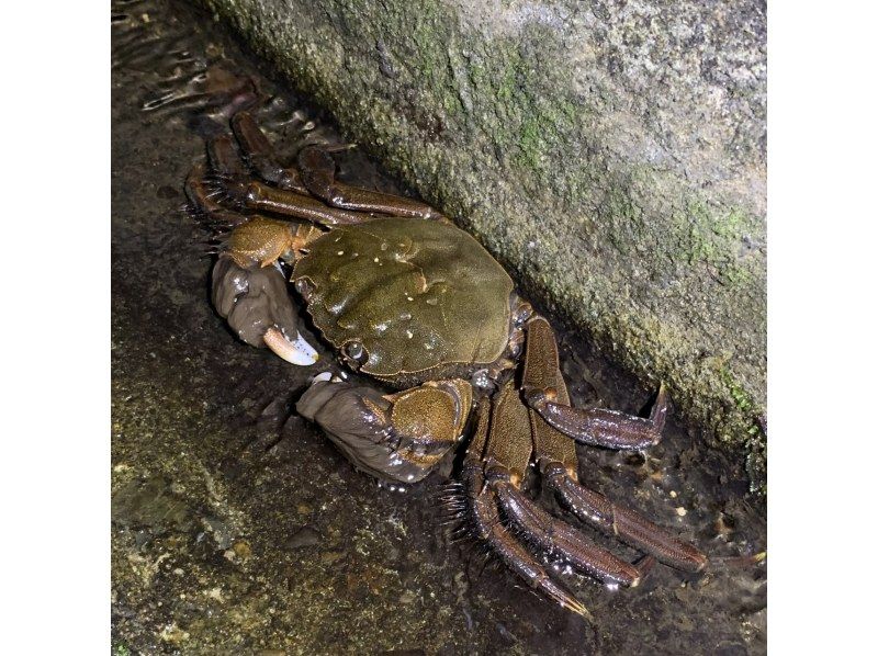 奄美大島【当日予約可能】シュノーケル＋ナイトツアー(180分)【お得なセットプラン】★口コミ投稿でGoProドローン撮影データプレゼント★の紹介画像