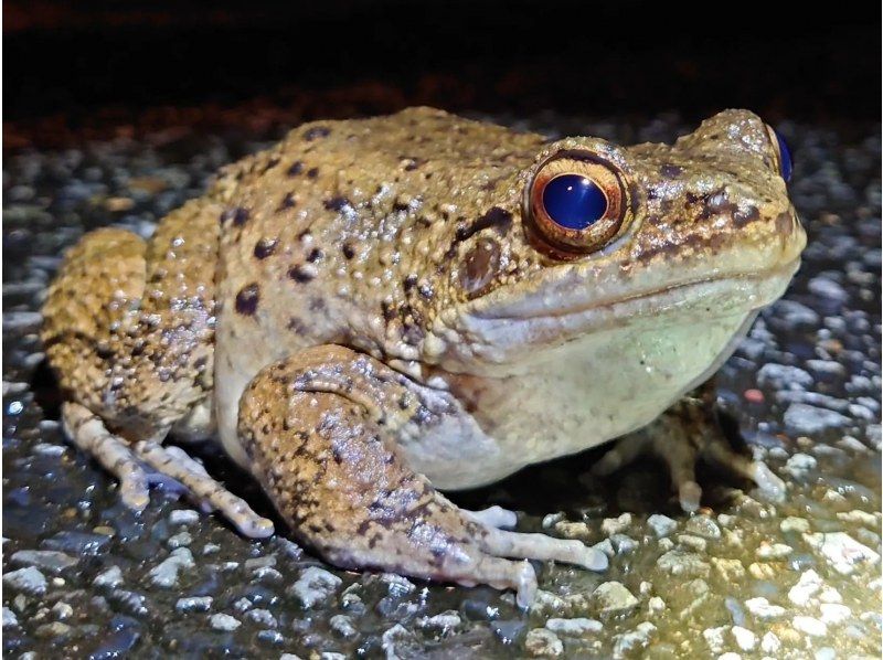 奄美大島【当日予約可能】シュノーケル＋ナイトツアー(180分)【お得なセットプラン】★口コミ投稿でGoProドローン撮影データプレゼント★の紹介画像