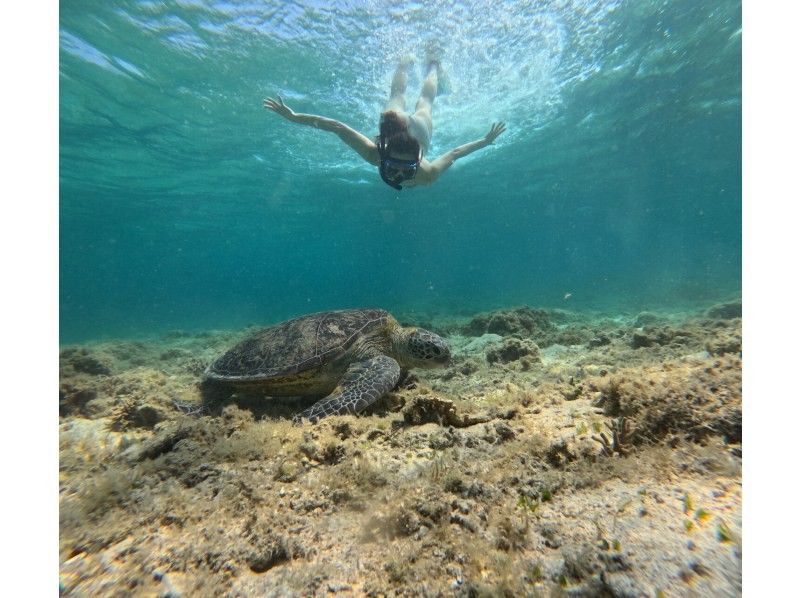奄美大島【当日予約可能】シュノーケル＆ナイトツアー(180分)【お得なセットプラン】★口コミ投稿でGoProドローン撮影データプレゼント★の紹介画像