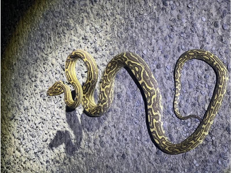 奄美大島【当日予約可能】SUP+シュノーケル+ナイトツアー（240分）【お得なセットプラン】★ドローン空撮等写真のプレゼントあり★の紹介画像