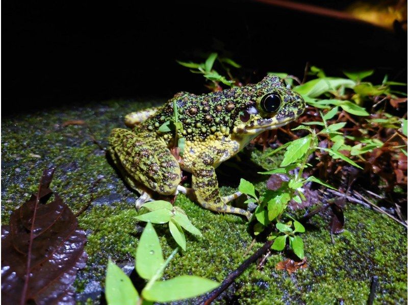 奄美大島【当日予約可能】SUP+シュノーケル+ナイトツアー（240分）【お得なセットプラン】★ドローン空撮等写真のプレゼントあり★の紹介画像