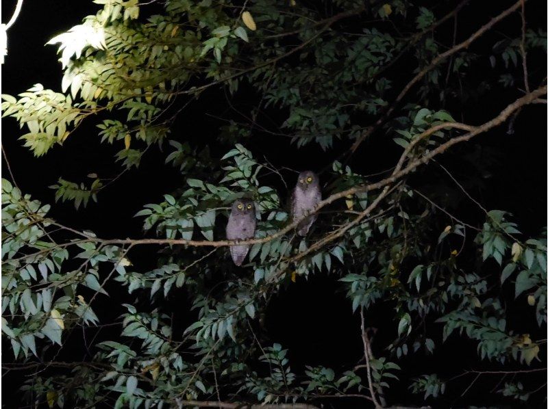 奄美大島【当日予約可能】SUP+シュノーケル+ナイトツアー（240分）【お得なセットプラン】★ドローン空撮等写真のプレゼントあり★の紹介画像