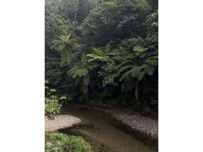 [冲绳山原]亚热带自然河流徒步旅行让我们探索山原的隐秘区域！の紹介画像