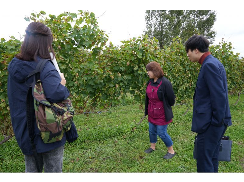 [Hokkaido, Furano] Taxi tour (shared ride) around two wineries in the Furano area. Lots of perks, limited time offer, great for girls' trips and couples' trips.の紹介画像