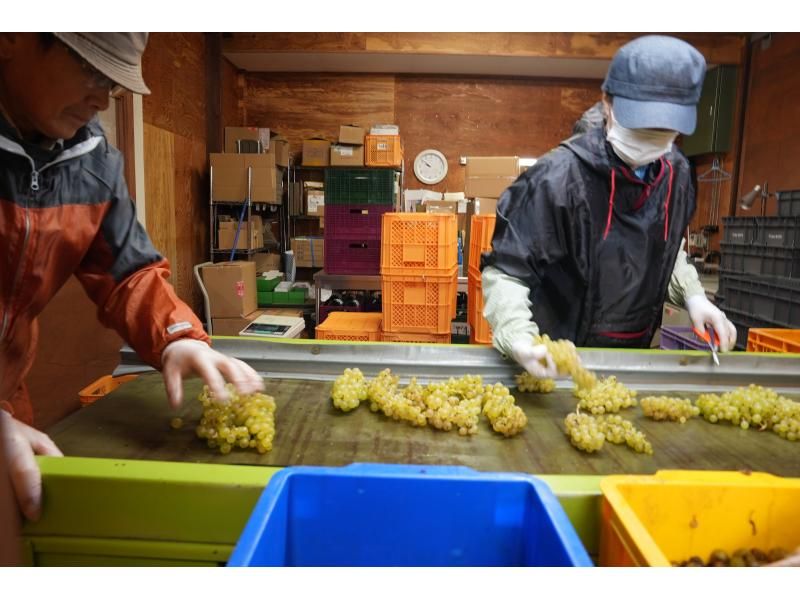 [Hokkaido, Furano] Taxi tour (shared ride) around two wineries in the Furano area. Lots of perks, limited time offer, great for girls' trips and couples' trips.の紹介画像
