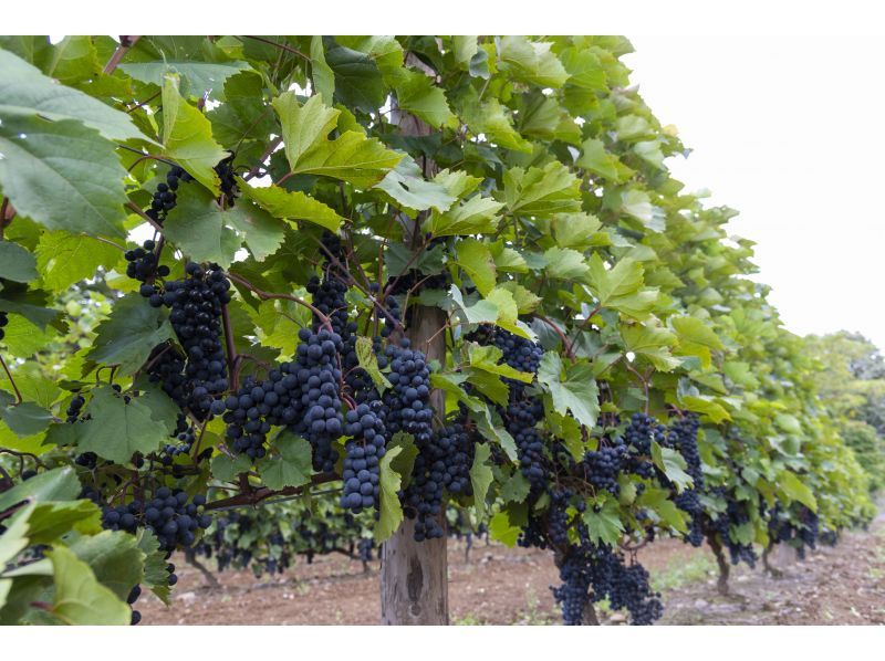 [Hokkaido, Furano] Taxi tour (shared ride) around two wineries in the Furano area. Lots of perks, limited time offer, great for girls' trips and couples' trips.の紹介画像