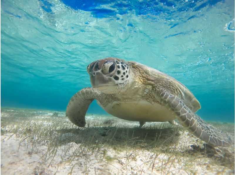Early morning plan 《100% encounter rate continues》 [Sea turtle & clownfish snorkeling] No additional charge ★ Full refund guarantee ★ OK for ages 1 and up! Free rental and photos!の紹介画像