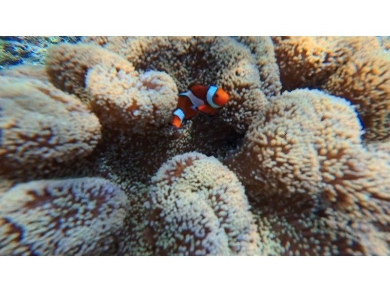 【沖縄・宮古島】家族で安心♪シュノーケル&times;GoPro or insta360無料貸し出し中！ウミガメ遭遇率◎ クマノミも（手ぶらで参加OK）の紹介画像