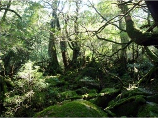 Yakushima - The Mystical Island