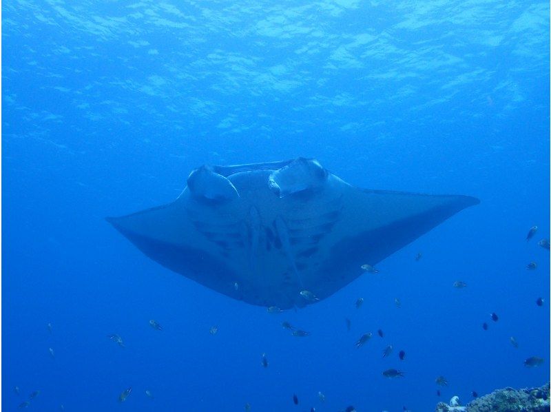 [Private Charter] Ishigaki Island All-Inclusive Boat Charter / Trial Diving, Fun Diving, Snorkeling, Fishing, etc. {1-Day Plan}の紹介画像