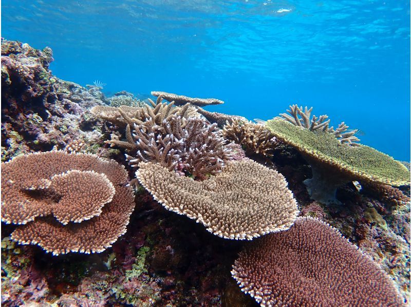 [Private Charter] Ishigaki Island All-Inclusive Boat Charter / Trial Diving, Fun Diving, Snorkeling, Fishing, etc. {1-Day Plan}の紹介画像